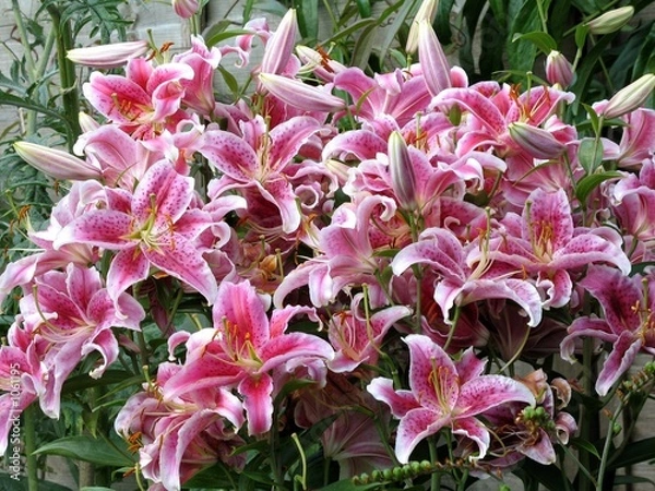 Obraz lilies