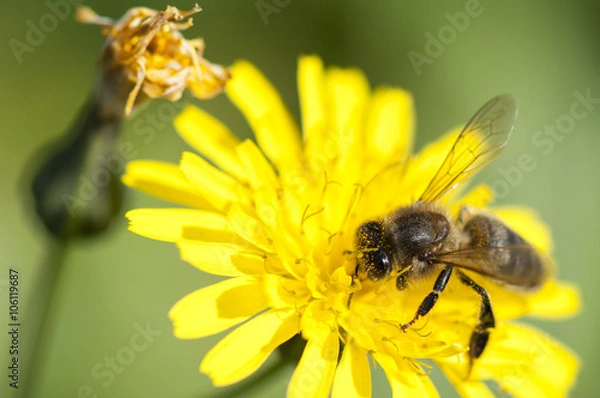 Fototapeta Abeille qui butine du pollen, espèce en danger
