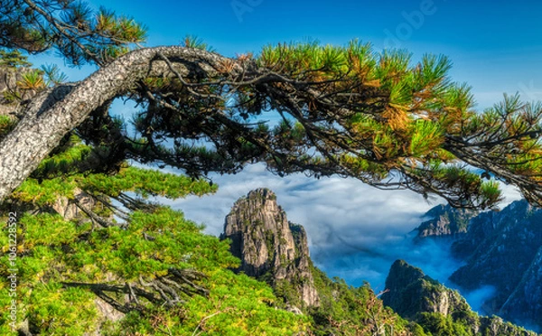 Fototapeta Pine trees on Mount Huangshan.