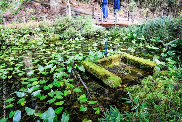 Fototapeta 岐阜県・関市のモネの池を訪ねて