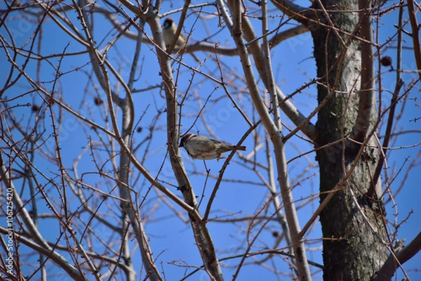 Obraz スズメのジャンプ