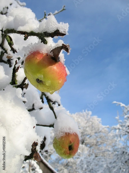 Fototapeta Winter apple vertical