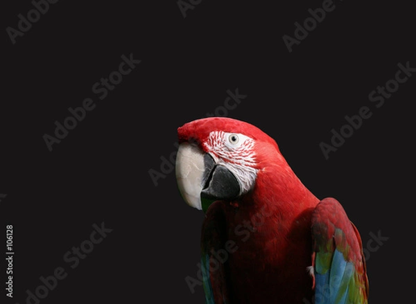 Obraz red macaw