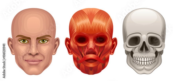 Obraz Human head anatomy