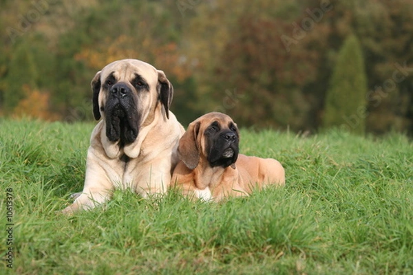 Obraz famille mastiff en plein repos dans le jardin