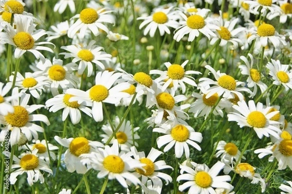 Fototapeta Close-up image of Oxeye Daisies (Leucanthemum vulgare).