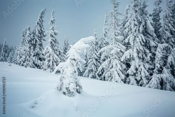 Fototapeta Gorgeous image of snowy fir trees on a frosty day after a heavy snowfall. Photo wallpapers.