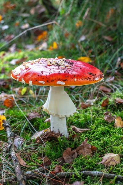 Fototapeta Fliegenpilz