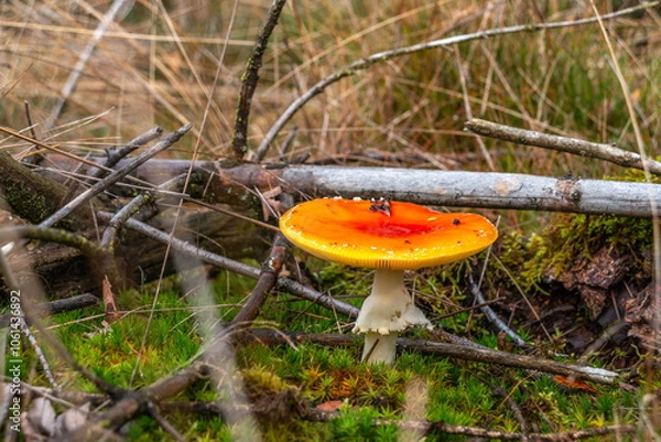 Fototapeta Fliegenpilz