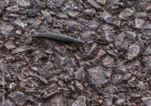 Fototapeta Minischnecke