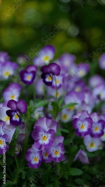 Fototapeta Pansies in a spring park. Spring landscape - purple and yellow pansies against the backdrop of young foliage.