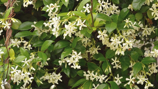 Obraz Jasmine flower blooms