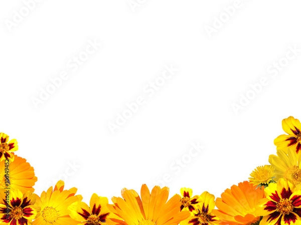 Obraz Border from yellow flowers on a white background isolated