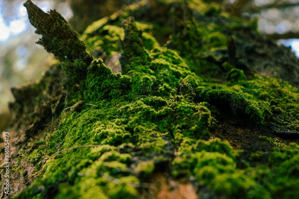 Fototapeta moss on stone