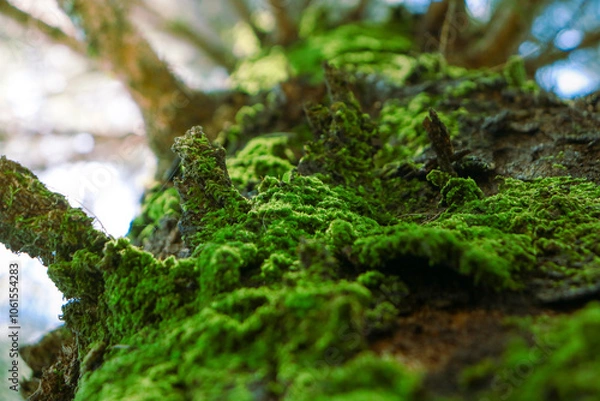 Fototapeta moss on tree