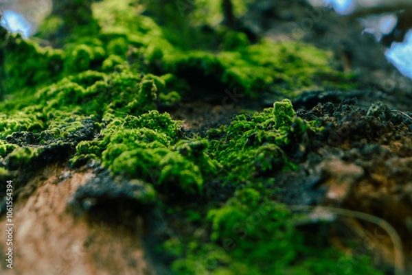 Fototapeta moss on stone