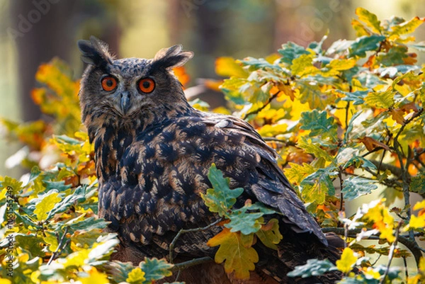 Obraz Eurasian Eagle-Owl (Bubo bubo) Hidden in Autumnal Foliage of Deciduous Tree