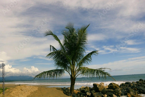 Fototapeta palm trees on the beach