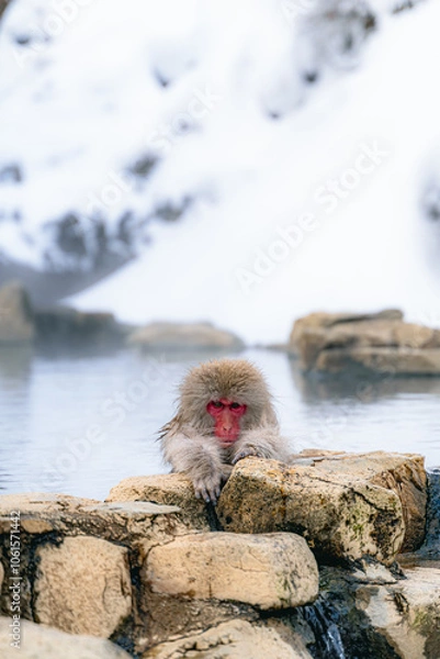 Obraz 温泉に浸かる日本猿
