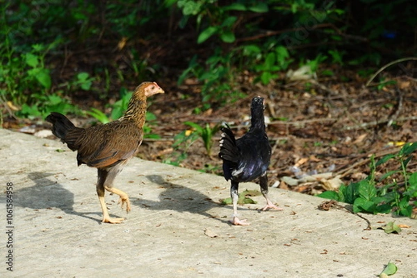 Fototapeta kampong chickens roam the yard