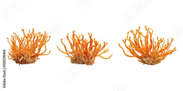 Fototapeta Cordyceps fungus isolated on transparent background.