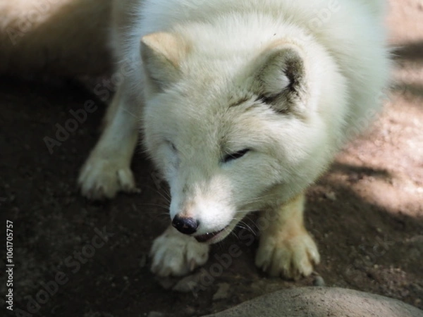 Fototapeta 美しい毛色のホッキョクギツネ