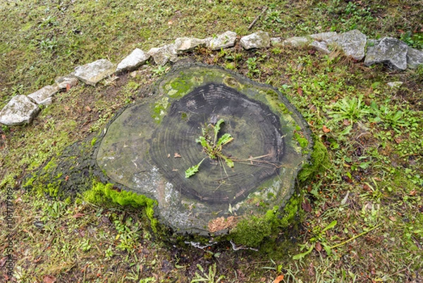 Fototapeta Base of a felled tree trunk