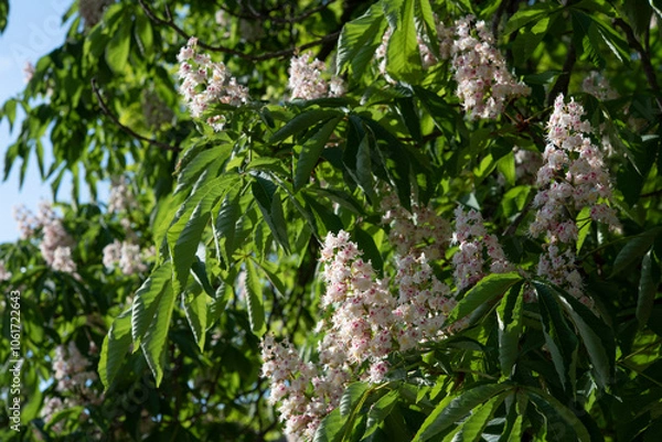Obraz Horse Chestnut, Aesculus hippocastanum. Spring blooming close up.