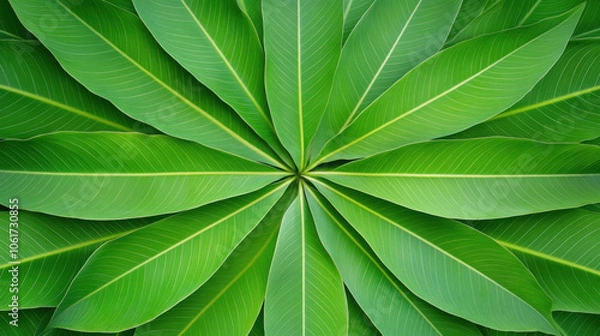Fototapeta Macro shot of natural, Vibrant green leaves arranged in circular pattern, showcasing nature beauty and detail. Perfect for macro photography enthusiasts