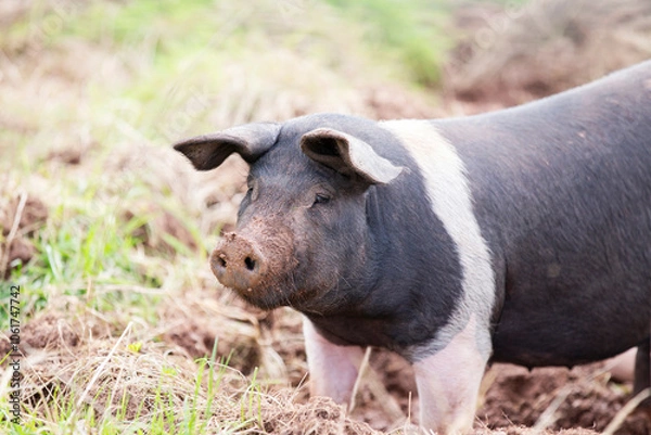 Obraz Portrait of a pig against a pale, grassy, muddy background 