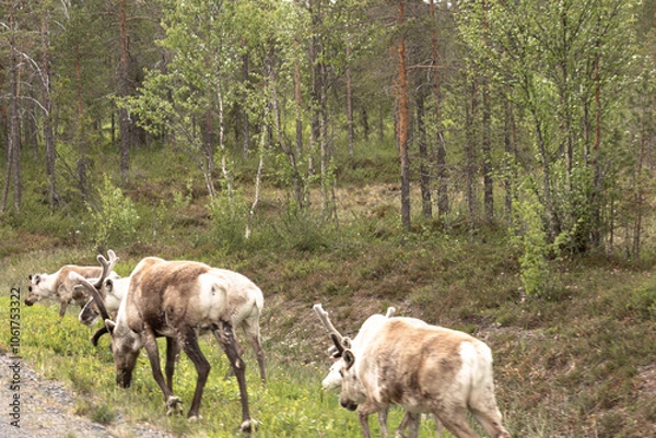 Obraz reindeer at the roadside