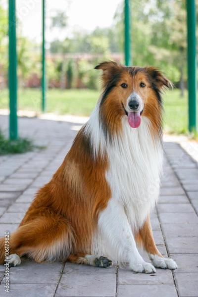 Obraz Scotland shepherd dog