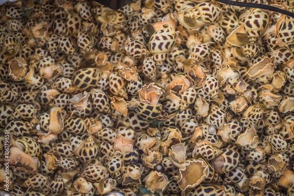 Obraz spotted babylon shellfish top view