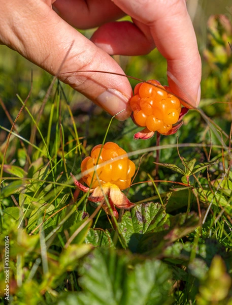 Fototapeta Cropped fingers of woman picking up fresh cloudberry from plant in North of Norway near Berlevag