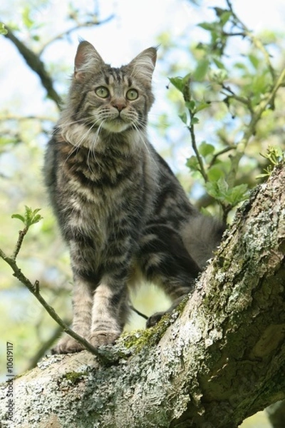 Fototapeta magnifique vue du maine coon dans un arbre