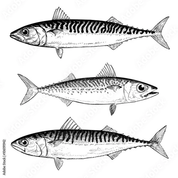 Obraz Mackerel Illustrations Chub, Blue and Atlantic