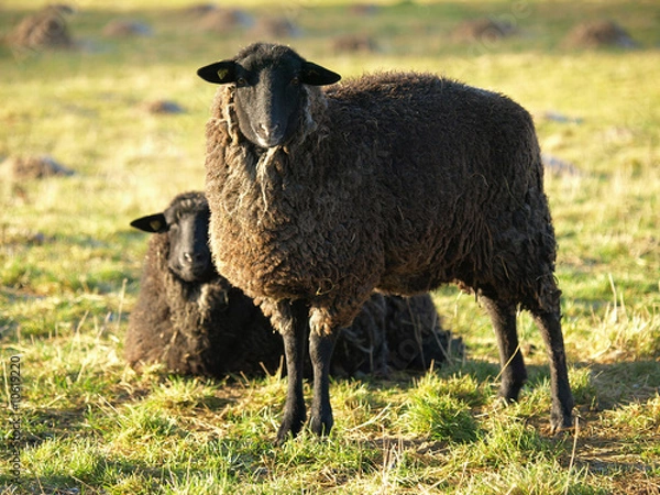 Fototapeta Owca pomorska