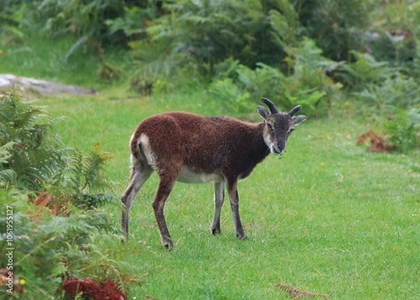 Obraz Soay sheep on the Holy Isle