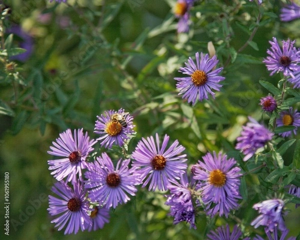 Obraz Purple Flowers with a Bee