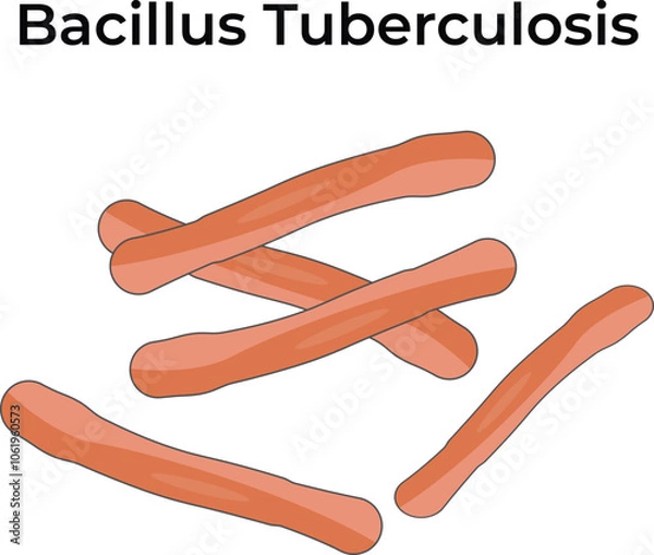 Obraz Bacillus Tuberculosis Science Vector Illustration