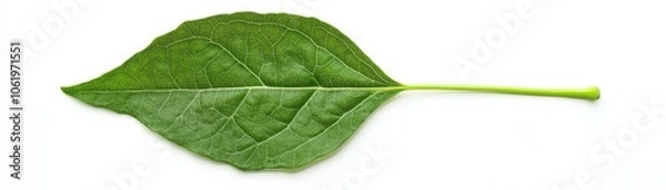 Fototapeta A single leaf from a houseplant isolated on a white background showcasing intricate veins and natural beauty