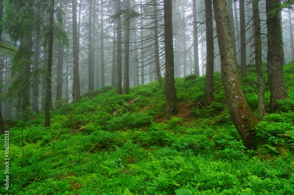 Fototapeta Trees in forest