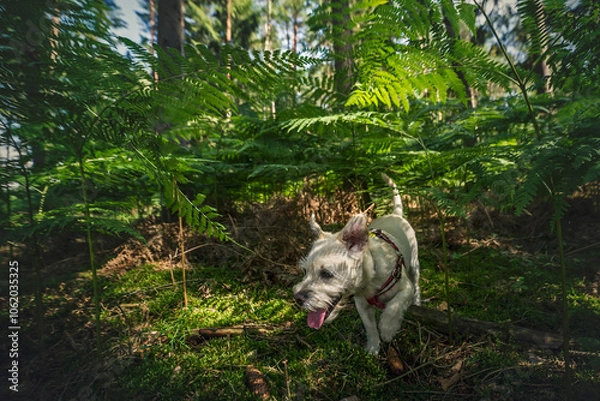 Obraz Terier w paprociach