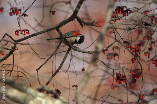 Fototapeta ツリバナとシジュウカラ