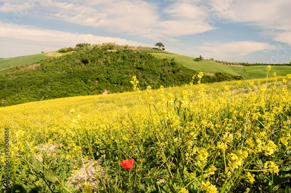 Obraz Tuscany spring landscape