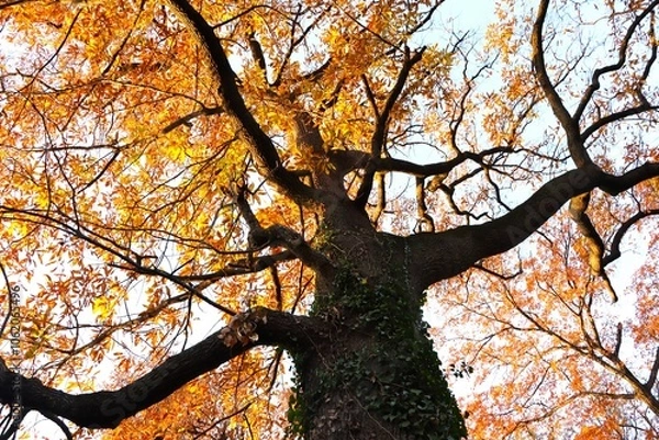 Fototapeta 秋に紅葉した樹木