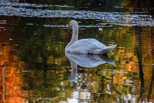 Fototapeta white swan against a colourful water background in a park pond