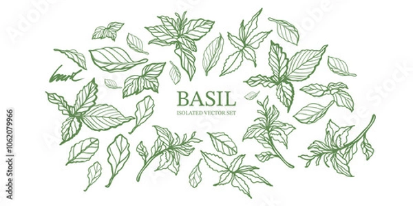 Fototapeta Basil hand drawn isolated vector set on white background. Vintage style of illustration. Fresh herb leaves plant. Basil herbal Ingredient. Spices.