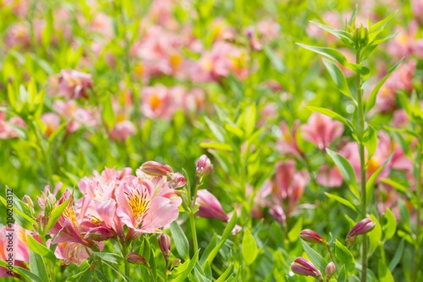 Obraz Blossoming pink day lily