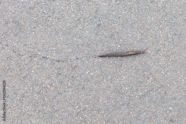 Obraz A tiger angel (Limax maximus) on its way to the meadow